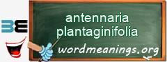 WordMeaning blackboard for antennaria plantaginifolia